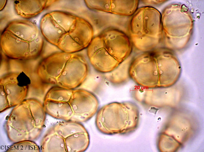 ISEM 2/Cochlanthus_socotranus_47167/Cochlanthus_socotranus_47167_0001(copy)_thumb.jpg